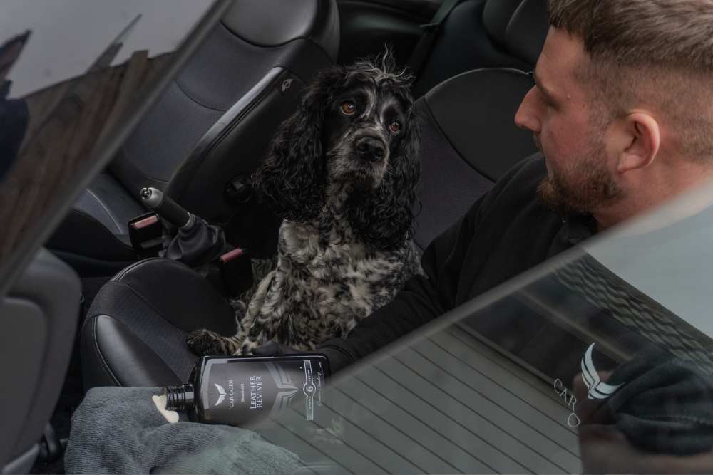 Top Dog: 5 Essential Products for All Dog Owners